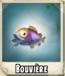 Bouviere