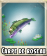 Carpe de roseau