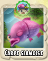 Carpe siamoise