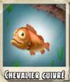 Chevalier cuivre