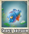 Crapet arlequin