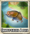 Crapet soleil a pois