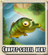 Crapet soleil vert