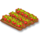 Fraises champ hay day