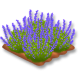Indigo champ
