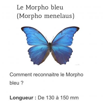 Morpho bleu papillon