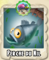 Perche du nil