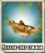 Poisson chat commun