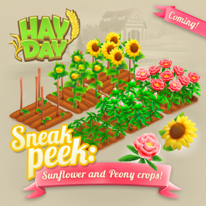 Sneak peek 3 nouvelles cultures maj octobre 2017 hay day