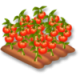 Tomates champ hay day